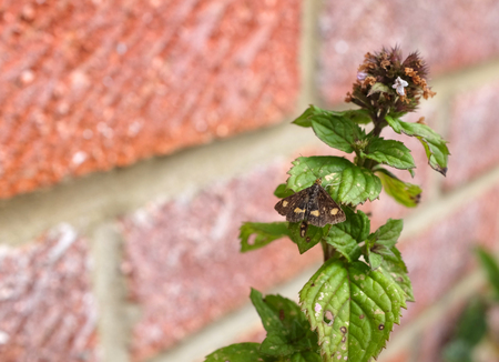 Mint moth - Pyrausta aurata - rests with open wings on a mint herb plant