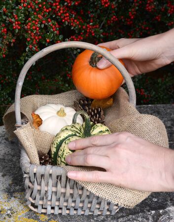 Adding a small sugar pumpkin to a basket full of gourds and pumpkins on a stone benchの写真素材
