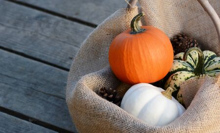 Small orange, white and green pumpkins nestled in hessian on wide wooden planksの写真素材