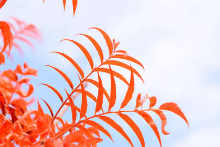 Abstract view of red leaves of rowan tree against a pale blue skyの写真素材