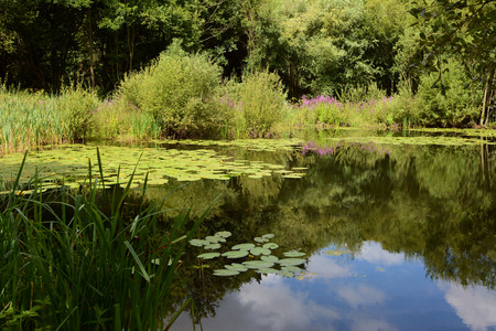 Lily pond surrounded by lush aquatic and bog plants and green trees. Blue damselflies dart across...
