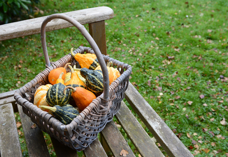 Rustic basket filled with a selection of ornamental pumpkins on a wooden bench in a fall gardenの写真素材