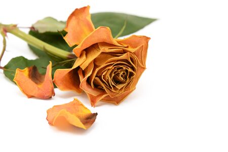 Dark yellow faded rose flower with dried, dead petals on a white backgroundの写真素材