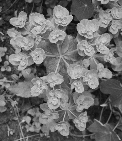 Euphorbia helioscopia - a spurge plant, also known as Sun Spurge, Umbrella Milkweed, Wart Spurge and...