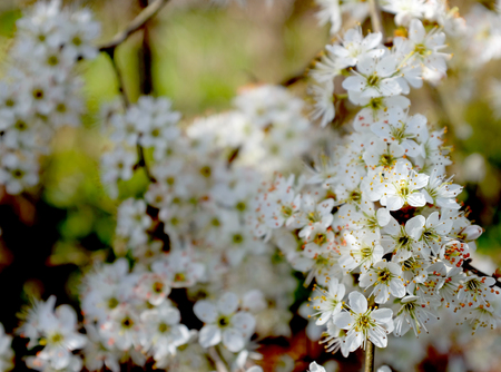 Branch of white hawthorn blossom in selective focus against blurred flowers