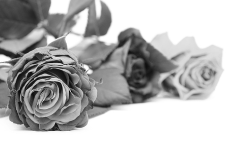 Rose blooms in different colours in selective focus on a white backgroundの写真素材