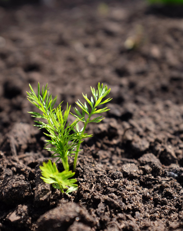Delicate, frondy green seedling growing through the soil - nigella, love-in-a-mist の写真素材