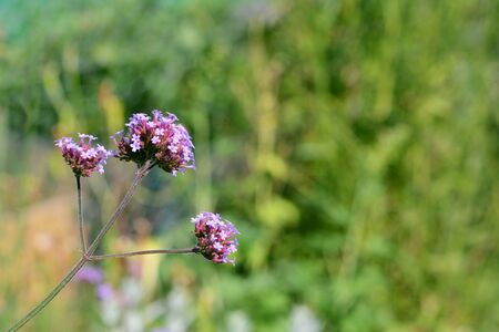 Three purple verbena flower heads in selective focus against a green garden backgroundの写真素材