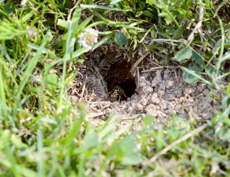 Wasp carries ball of mud away from the entrance to its nest, a hole leading undergroundの写真素材