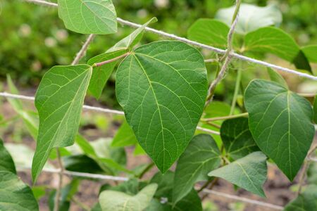 Large green leaves of a runner bean vine climbing twine netting