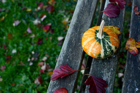 Orange and green disc-shaped ornamental gourd on a wooden bench with fall leaves and copy spaceの写真素材