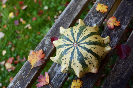 Striped Crown of Thorns ornamental gourd among fall leaves on a rustic wooden garden bench with copy spaceの写真素材