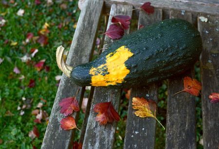Large dark green ornamental gourd with a yellow patch lies on a bench littered with fall leaves, with copy spaceの写真素材