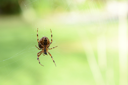 Orb weaver spider, a common sight in autumn, sits on its web against a light green blurred backgroundの写真素材