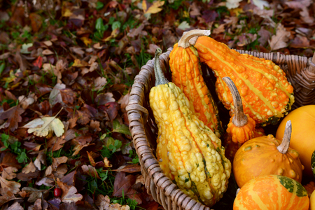 Detail of warty ornamental gourds in a basket on red and brown fall leavesの写真素材