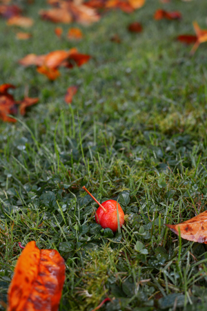 Single crab apple fruit among golden autumn leaves on frosty grassの写真素材