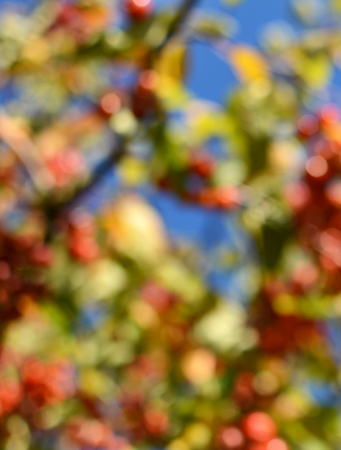 Abstract defocused bokeh background of colourful crab apple tree with red fruit and green leavesの写真素材