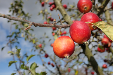 Bright red Malus Rosehip crab apples hang from a tree branch in autumnの写真素材