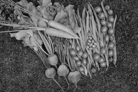 Selection of fresh produce from vegetable garden - carrots, runner beans, beets, cucamelons and ripe...