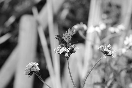 Head-on view of comma butterfly drinking nectar from verbena flowers, blurred background of daisies and wood beyond - monochrome processingの写真素材
