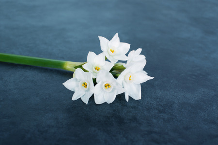 Single stem of delicate white narcissus flowers, lying on a blue grey backgroundの写真素材