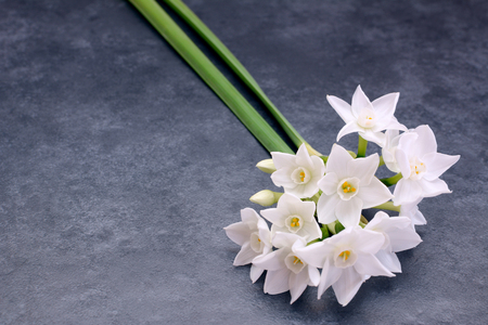 Two stems of small white narcissus flowers laid on a blue-grey background with copy spaceの写真素材