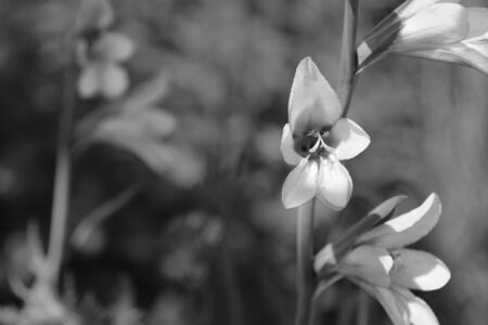 Gladiolus flowers in selective focus against a background of further blooms - monochrome processingの写真素材