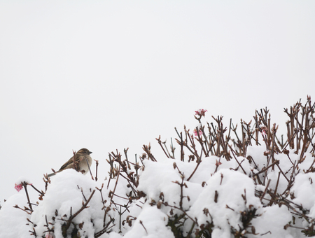 Female house sparrow perched on top of a snow-covered verbascum bush with pink flowers, with copy spaceの写真素材