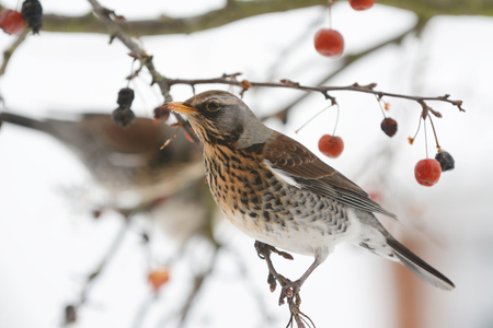 Adult fieldfare, turdus pilaris, stands on branch of a crab apple tree in winter, with remnants of fruit on its beak. Usually spotted on farmland the birds can be seen in gardens looking for food in snowy weather.の写真素材