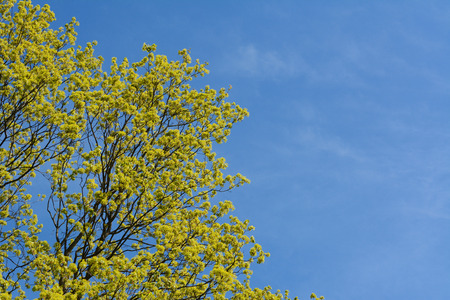 Bright green leaves of a lime tree coming into leaf in spring contrast against a clear blue sky with copy spaceの写真素材