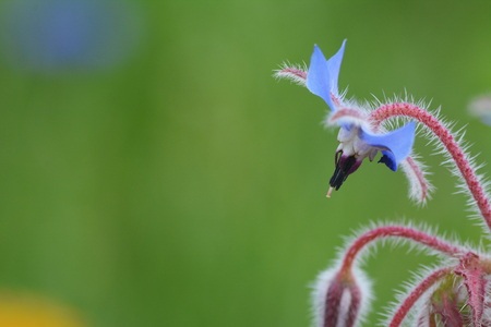 Macro of a pale blue borage flower in profile against a green background with copy spaceの写真素材