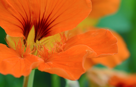 Abstract macro of an orange nasturtium flower with dark red markingsの写真素材