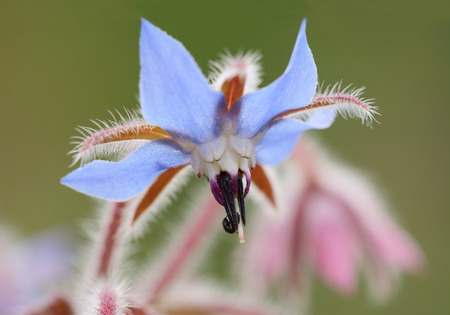 Macro of a pale blue borage flower with black stamens against a blurred backgroundの写真素材