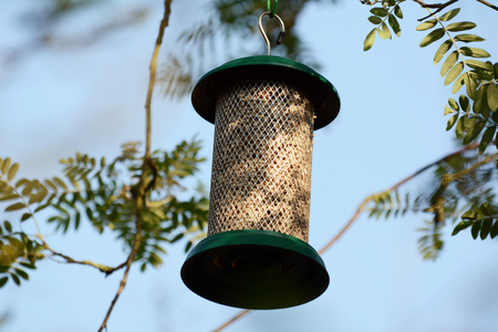 Bird feeder full of sunflower hearts for birds to eat, hanging from a tree branchの写真素材