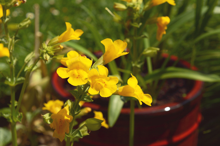 Yellow mimulus monkey flowers with red spots growing in a burgundy flower potの写真素材