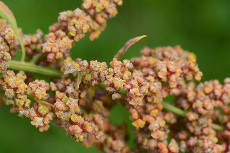 Yellow and orange flowers on the branch of a mature quinoa plant, against a green backgroundの写真素材