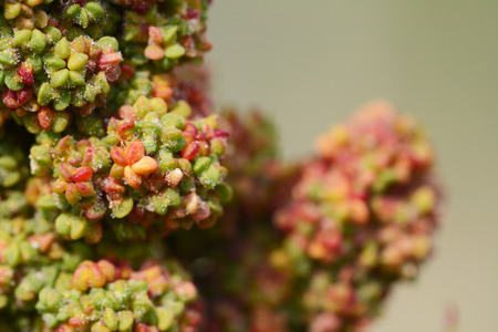 Red quinoa grains and flowers in selective focus on the plant, a member of the goosefoot familyの写真素材