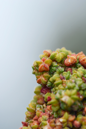 Macro of red star-shaped quinoa grains against a grey background - with copy spaceの写真素材