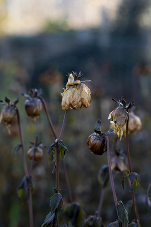 Dahlia plant killed by frost in winter with dark foliage and wet, limp flower petals の写真素材