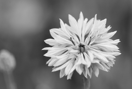 Macro of a cornflower, also known as bachelor's button - monochrome processingの写真素材