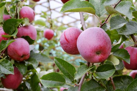 Red Braeburn apples on the branch of the apple tree, with natural white waxy bloom on the fruit to prevent water lossの写真素材
