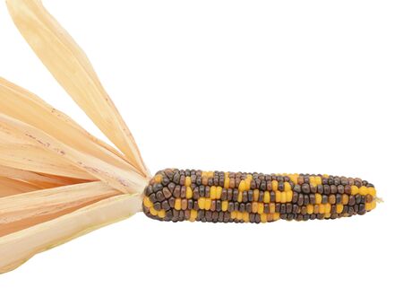 Ornamental maize cob - Fiesta sweetcorn - with black, brown and yellow niblets and pale dried husks,...