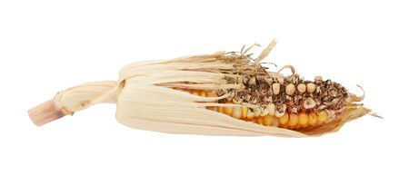 Damaged decorative Indian corn cob with eaten niblets and torn, dry maize husks, on a white backgroundの写真素材