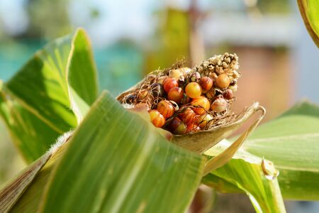 Multi-coloured Fiesta sweetcorn niblets showing above husk of the maize cob; colourful markings in close-upの写真素材