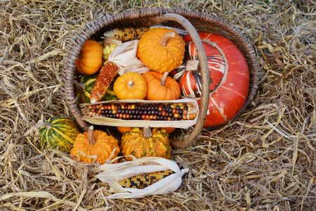 Fall selection of ornamental gourds and squash with multi-coloured Indian corn spilling from woven basket onto strawの写真素材