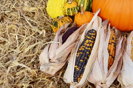 Indian corn cobs in selective focus with fall ornamental gourds and a pumpkin on straw with copy...