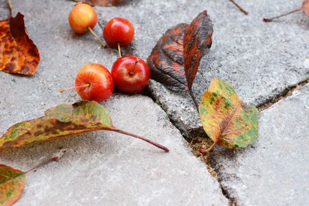 Red crab apple fruits among fallen autumn leaves on stone bricksの写真素材