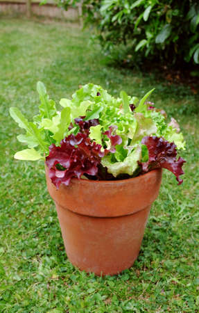 Terracotta pot with home-grown mixed salad, leaf lettuce plants ready for harvest in a lush gardenの写真素材