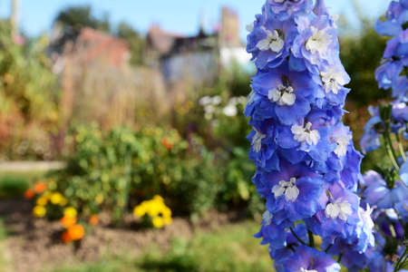 Blue delphinium blooms with white centres in a sunny garden against background of flowers and vegetable plantsの写真素材