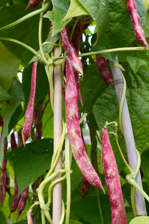 Red pods of cranberry beans hang among foliage on a bamboo cane wigwam